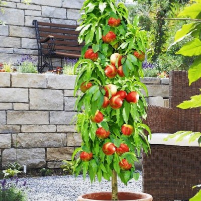 Саженец персика колоновидный "Тотем садовода"